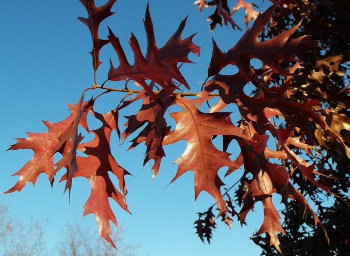 Дуб остролистный красный