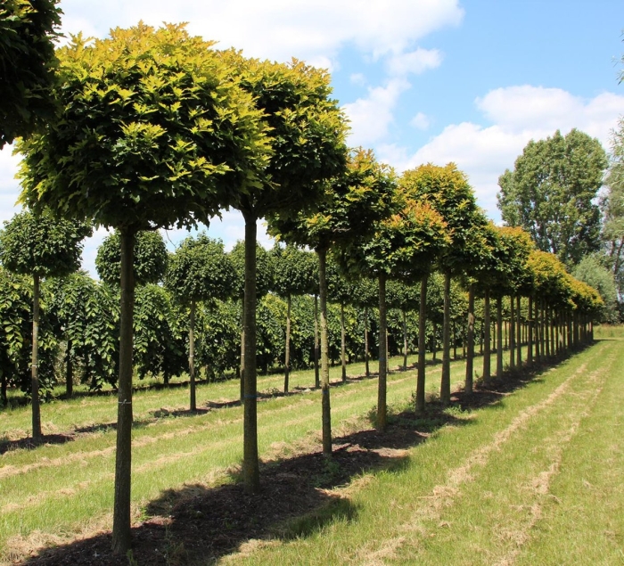 Клен остролистный глобозум на штамбе