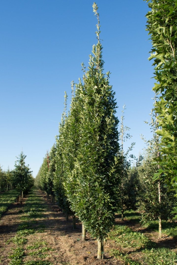 Дуб черешчатый quercus robur 'fastigiata'