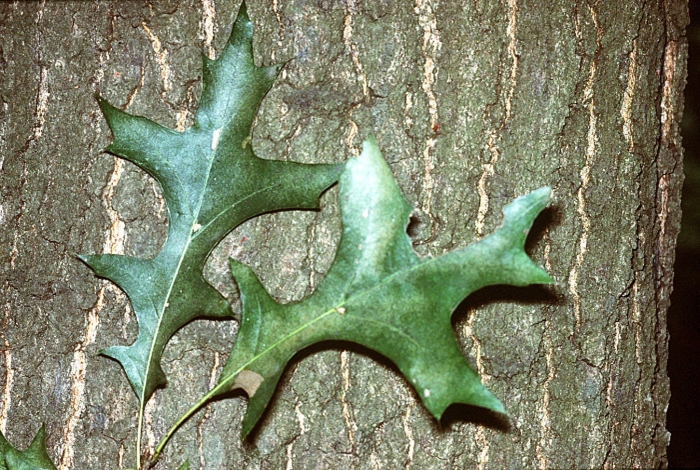 Дуб болотный quercus palustris