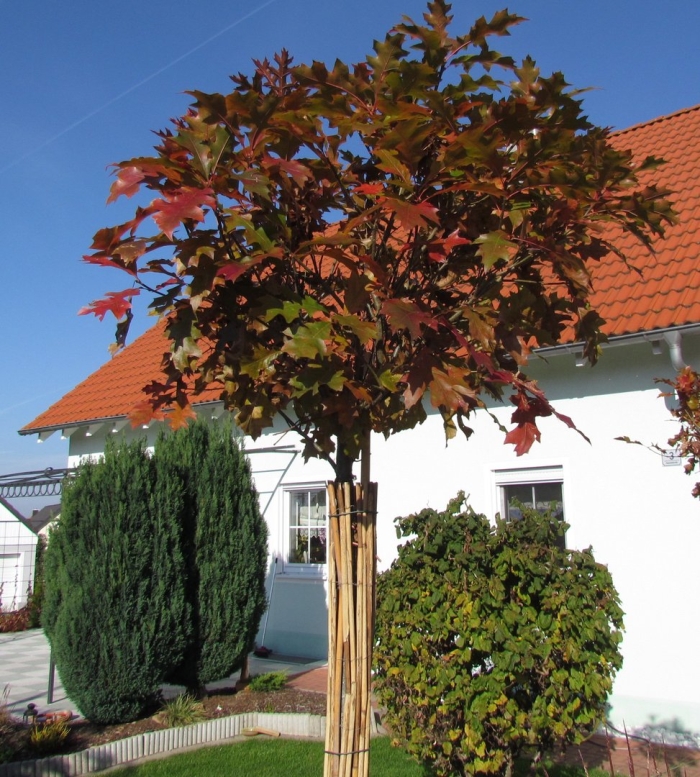 Клен остролистный роял ред