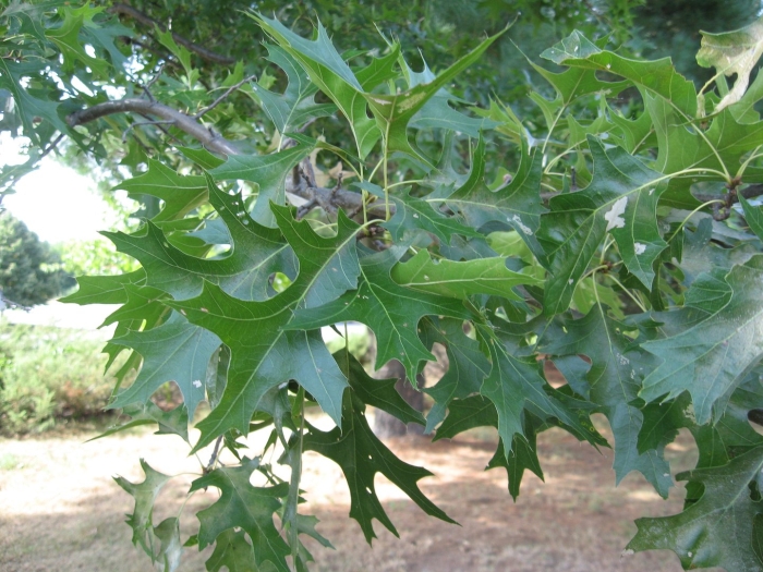 Дуб болотный quercus palustris