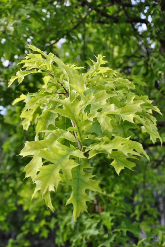 Quercus ellipsoidalis