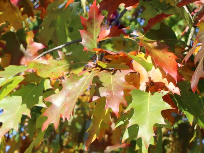 Дуб болотный изабель