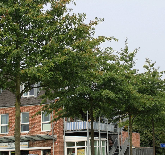 Alnus incana laciniata