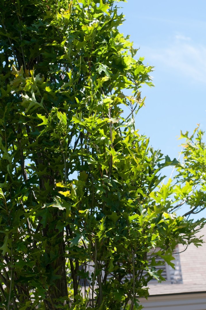 Quercus palustris 'green pillar'