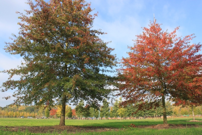 Дуб болотный quercus palustris