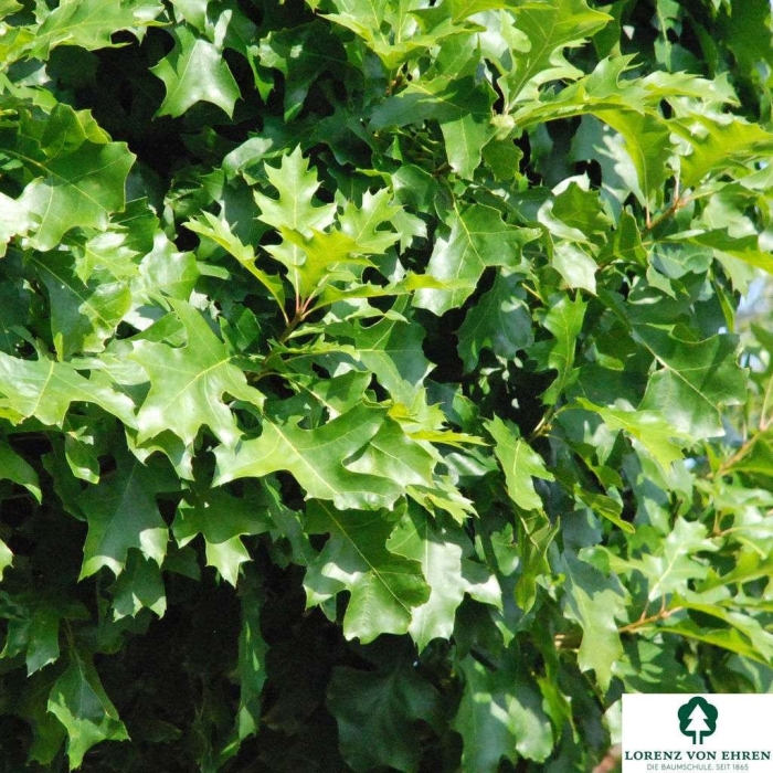 Дуб болотный грин дварф