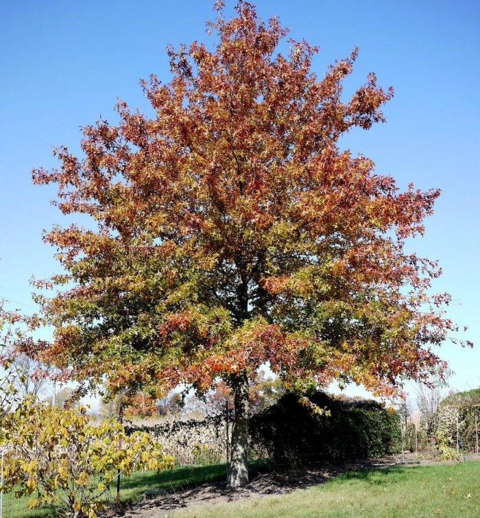 Дуб болотный quercus palustris