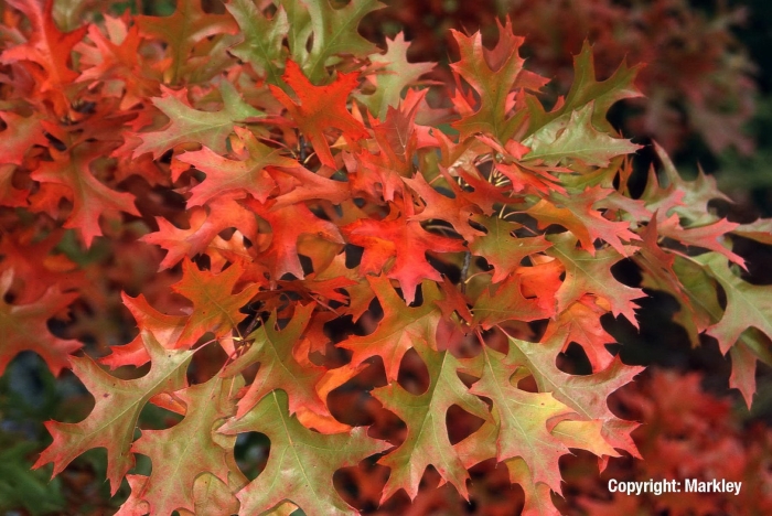 Дуб болотный грин дварф