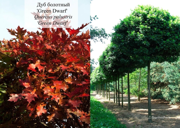 Дуб болотный грин дварф