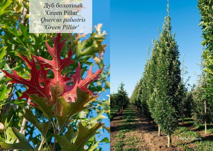 Дуб болотный грин пиллар