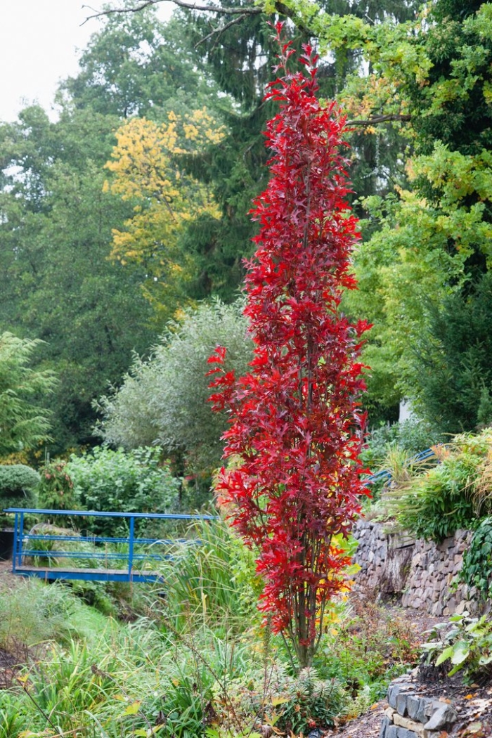 Дуб черешчатый фастигиата