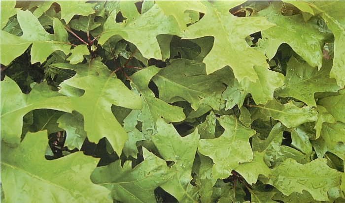 Дуб болотный грин дварф