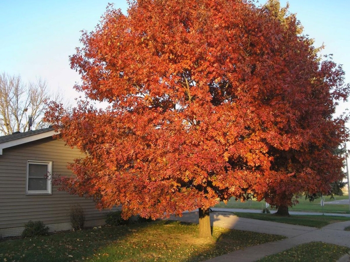 Красный канадский клен