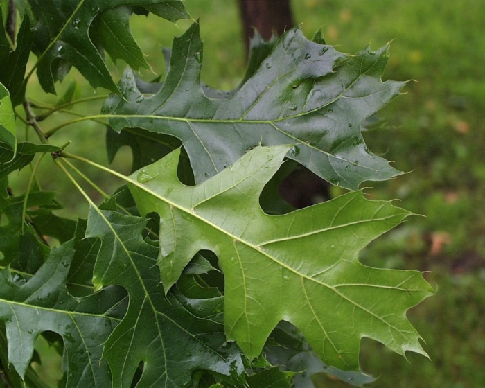 Quercus velutina