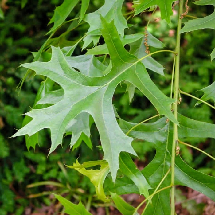 Quercus acerifolia