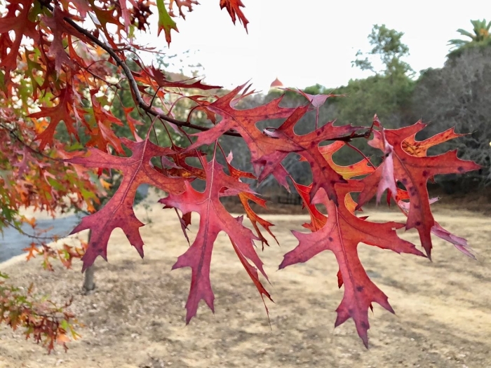 Дуб красный quercus rubra