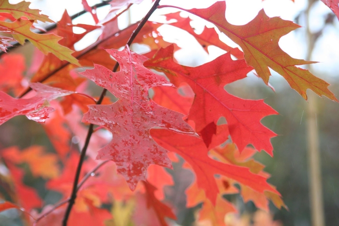 Дуб болотный quercus palustris