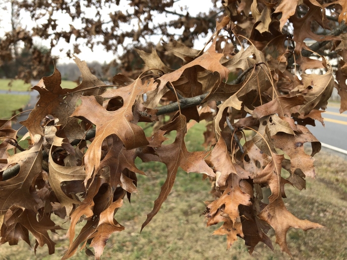 Дуб болотный quercus palustris