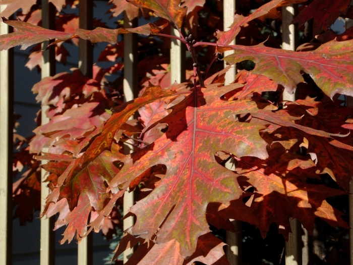 Дуб красный quercus rubra
