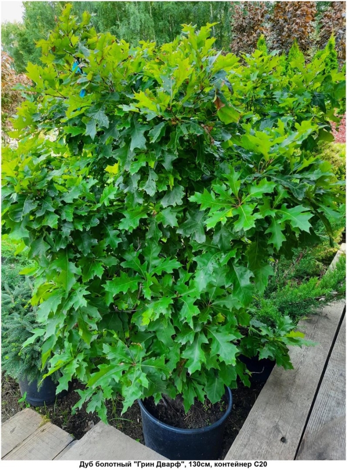 Дуб болотный green dwarf