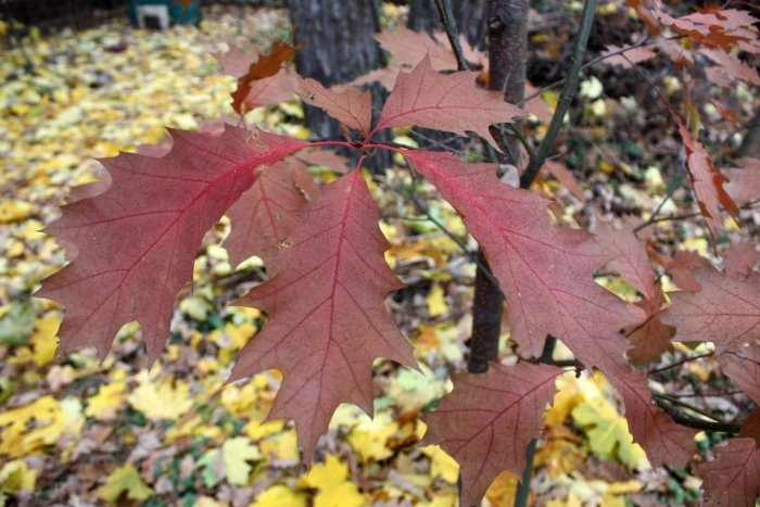 Дуб канадский краснолистный