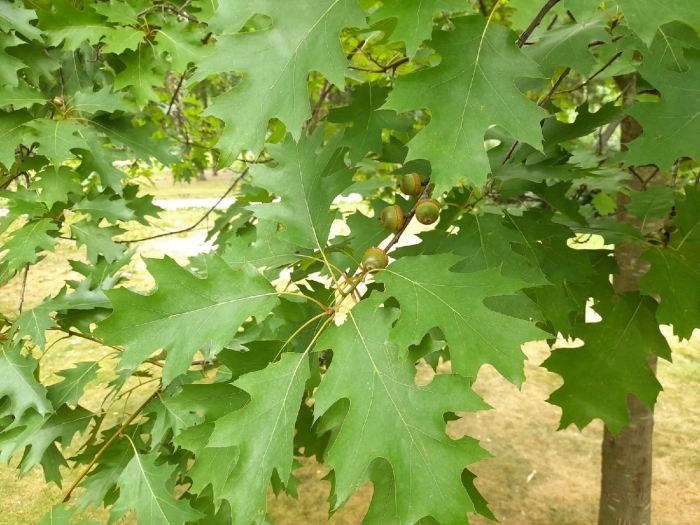 Дуб красный черешчатый