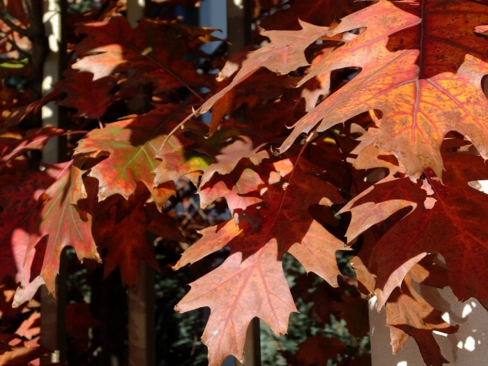 Дуб красный quercus rubra