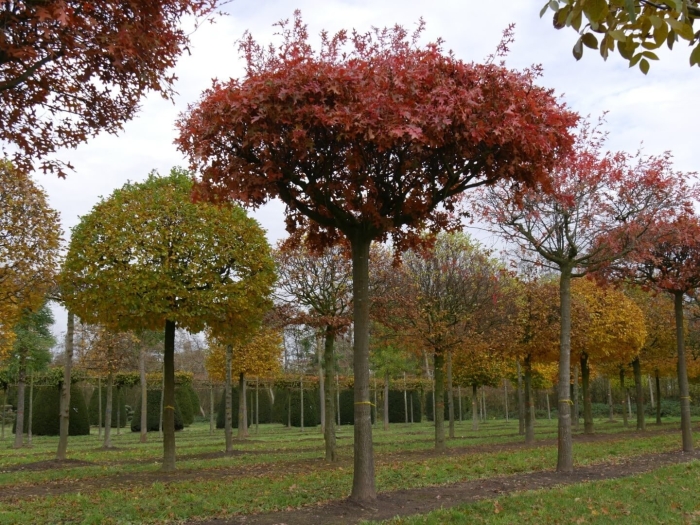 Красный клен на штамбе
