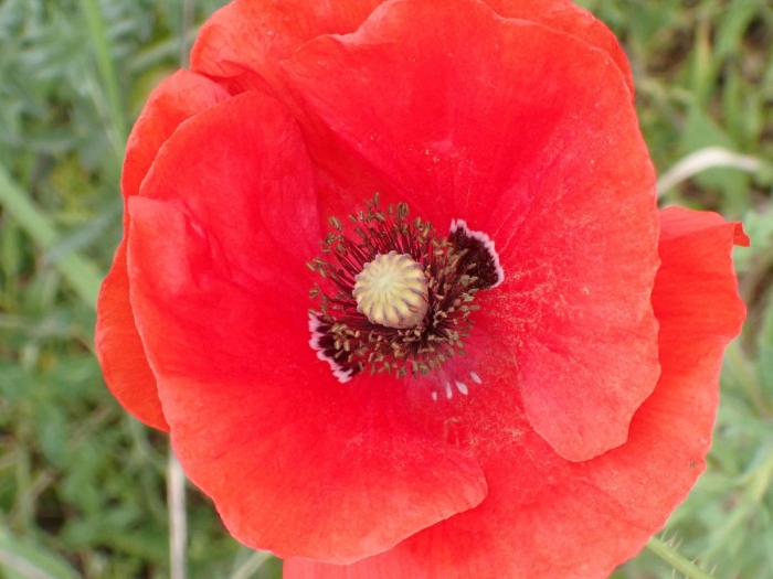 Маки цветок