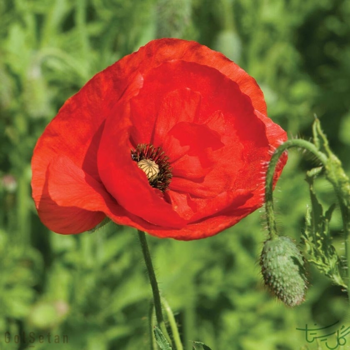 Papaver rhoeas l.