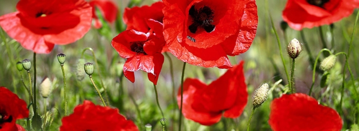 Мак полевой цветок