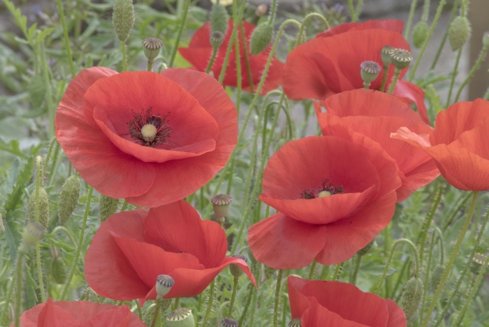 Мак самосейка ширли махровая