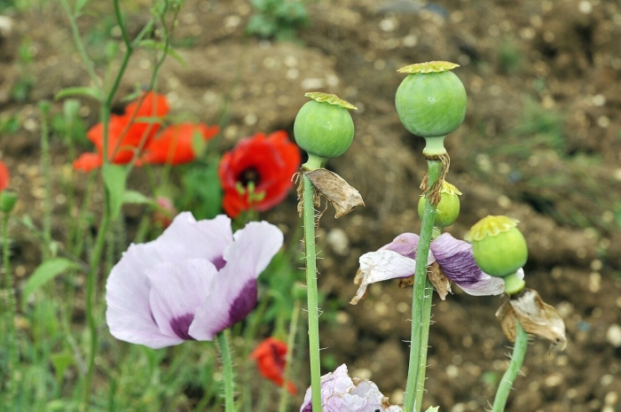 Papaver somniferum