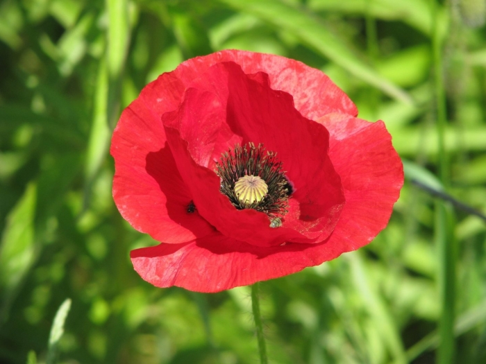Красный мак цветок