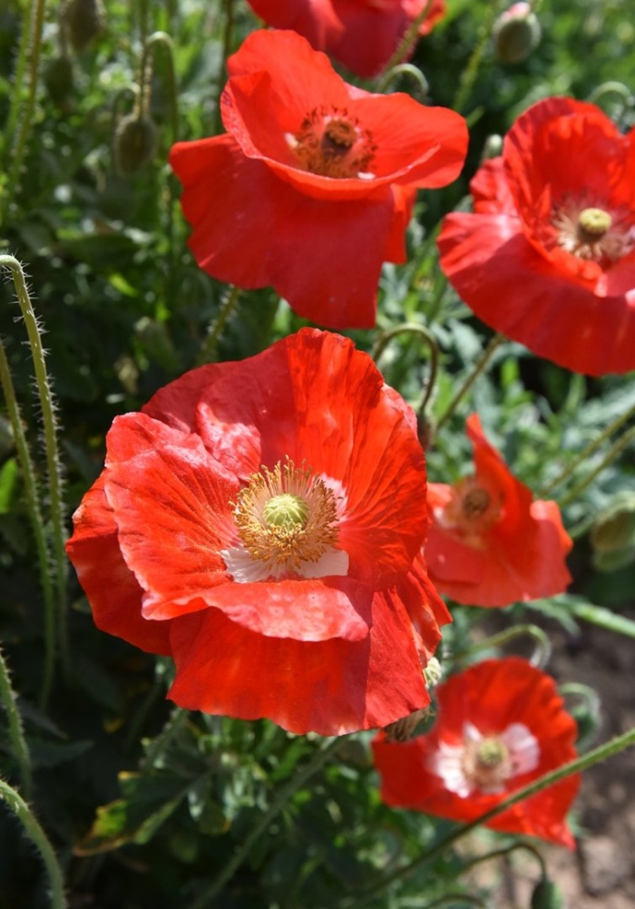 Мак павлиний голостебельный