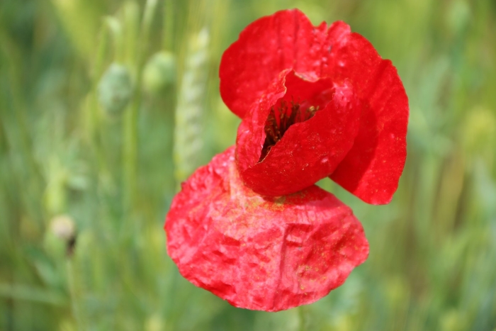 Papaver rhoeas