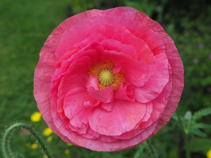 Мак papaver розовый