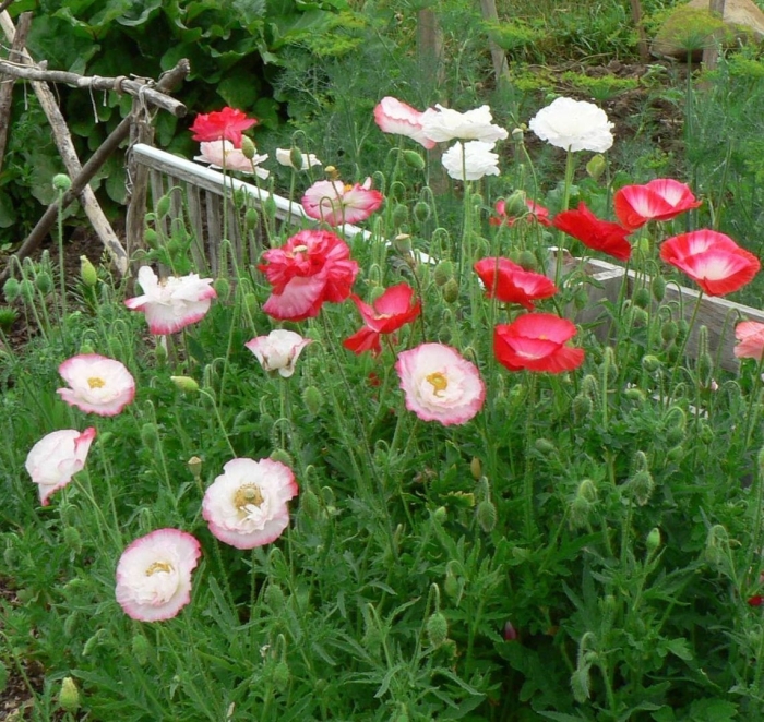 Мак самосейка ширли