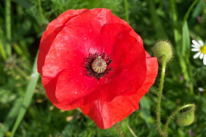 Мак papaver cardinal