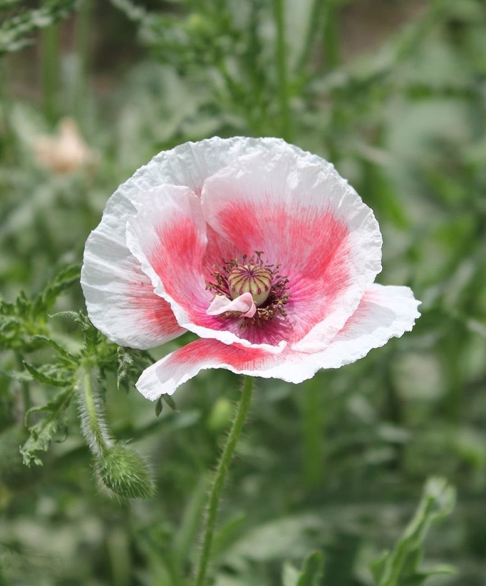 Мак самосейка ширли