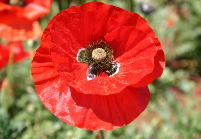 Poppy flower