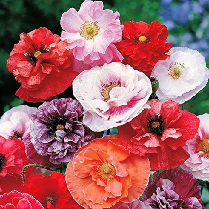 Папавер самосейка утренняя