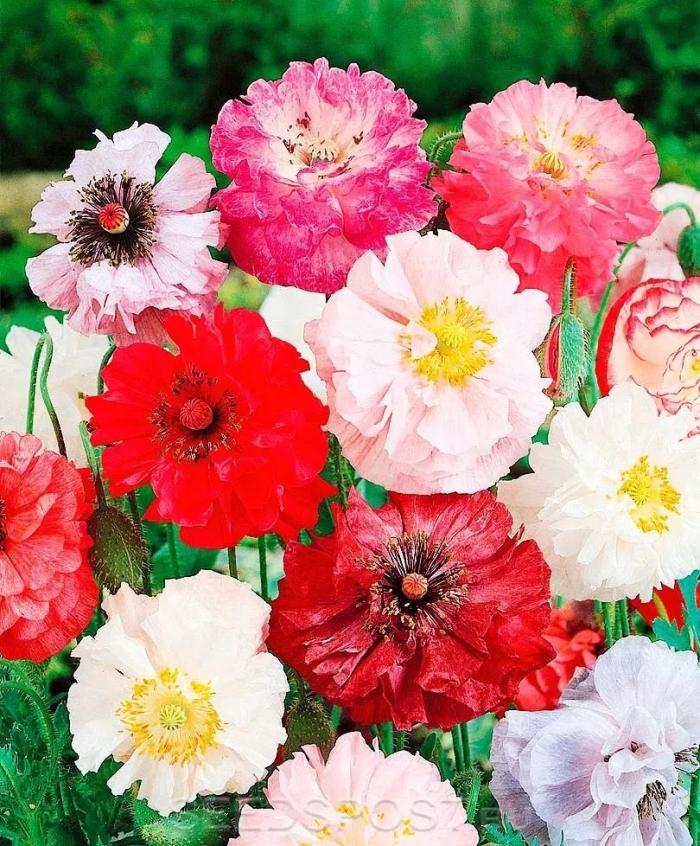 Махровый мак