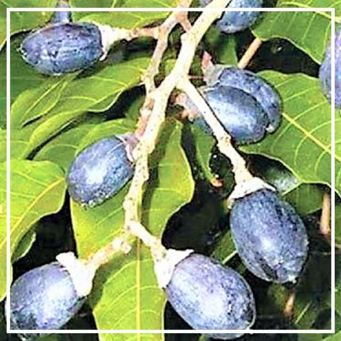 Элеми растение