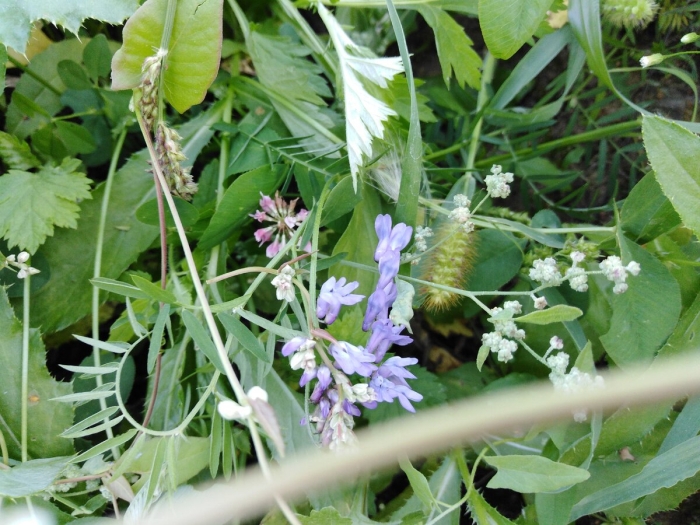 Мышиный горошек луговой