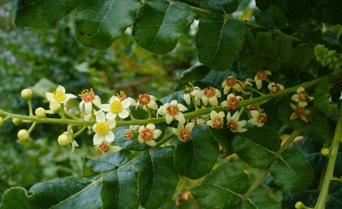 Босвеллия ладан