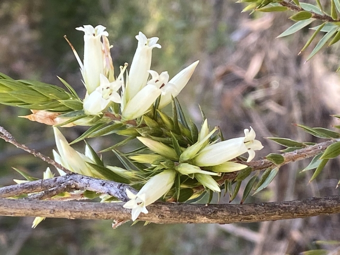 Leucopogon juniperinus