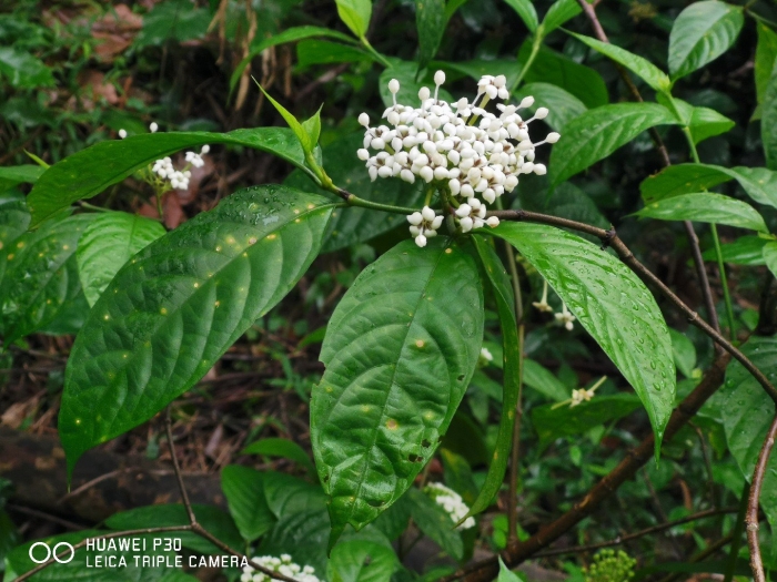 Duperrea pavettifolia